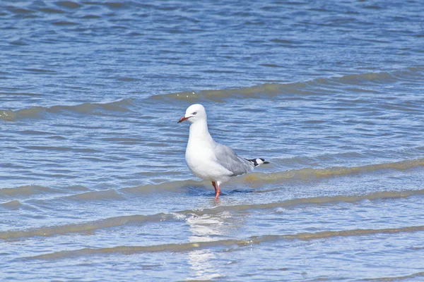 Closeup Seagull Beach Next Water Outdoors Daylight — Stock Photo, Image