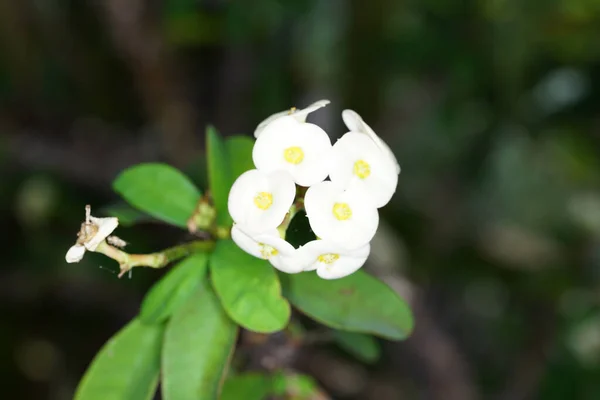 Tiro Close Coroa Branca Flores Espinhos Jardim — Fotografia de Stock