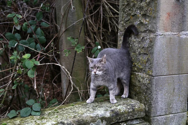 Gato Cinza Bonito Uma Borda Pedra — Fotografia de Stock