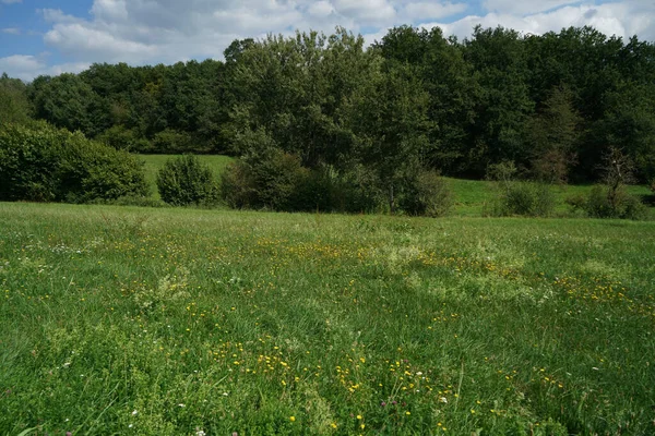 Schöne Aufnahme Eines Natürlichen Feldes — Stockfoto