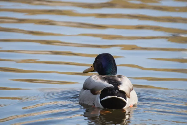 在湖中游泳的野鸭的背上 — 图库照片