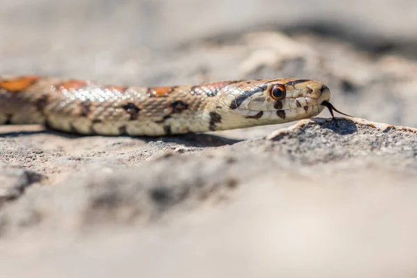 Közelkép Egy Felnőtt Leopeard Snake Vagy Európai Patkánykígyó Zamenis Situla — Stock Fotó