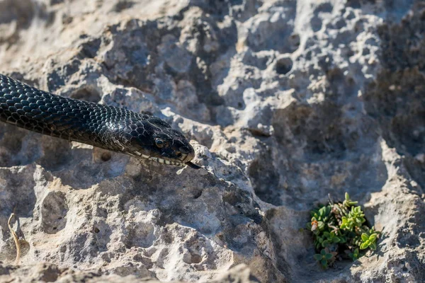 Primer Plano Macroplano Cara Cabeza Adulto Black Western Whip Snake — Foto de Stock