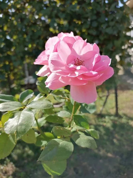 Egy Függőleges Lövés Gyönyörű Rózsaszín Rózsa Természetben — Stock Fotó