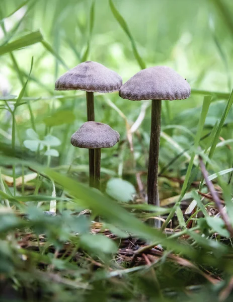 Disparo Vertical Hongos Mágicos Rodeados Vegetación Bajo Luz Del Sol — Foto de Stock