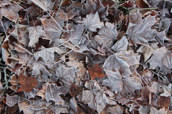 Een Close Shot Van Herfstbladeren Grond — Stockfoto