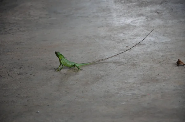 Eine Nahaufnahme Von Carolina Anole — Stockfoto