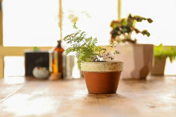 ポット内の家庭用植物の選択的フォーカスショット — ストック写真