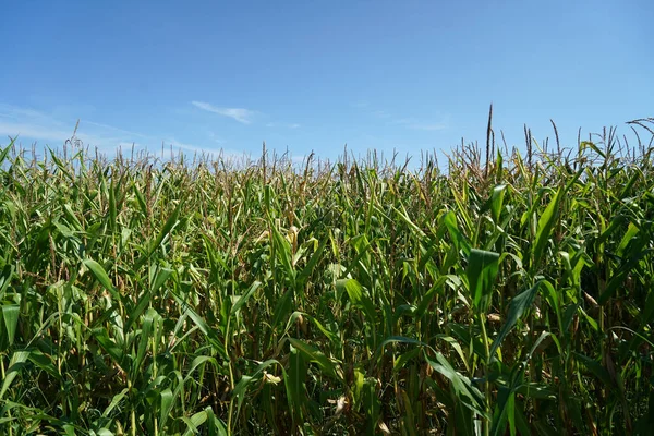 Vacker Utsikt Över Ett Grönt Majsfält Ljus Himmel — Stockfoto