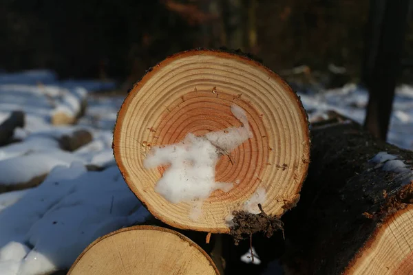 Eine Nahaufnahme Von Schnee Auf Einem Holzstamm — Stockfoto