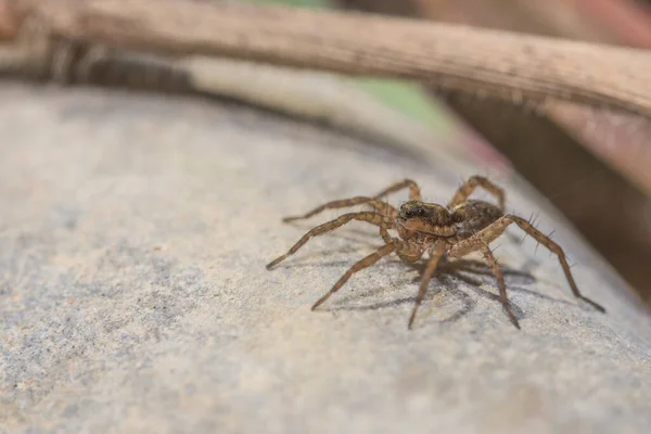 Nahaufnahme Einer Spinne Auf Einem Felsen — Stockfoto