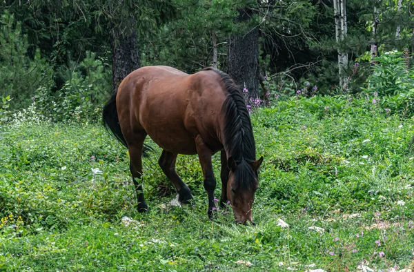 Cavalo Sorrindo Em Campos Islandeses Foto de Stock - Imagem de