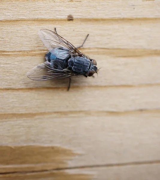 在木制表面上拍的苍蝇的头像 — 图库照片