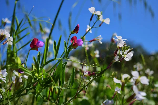 Primer Plano Flores Guisantes Silvestres Campo Bajo Luz Del Sol —  Fotos de Stock