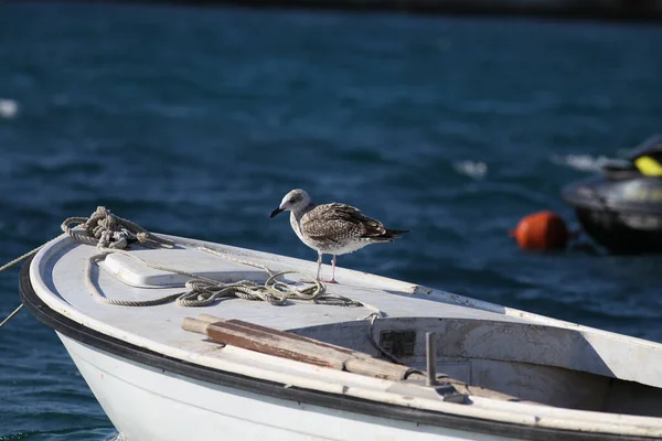 Eine Möwe Thront Auf Einem Fischerboot — Stockfoto