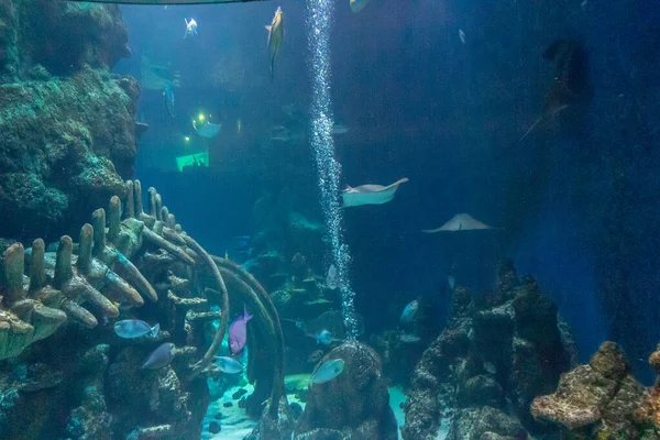 在水族馆里游泳的鱼的特写 — 图库照片