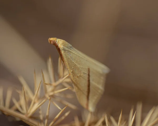 在阳光下的田野里的植物上的蛾的特写 背景模糊不清 — 图库照片