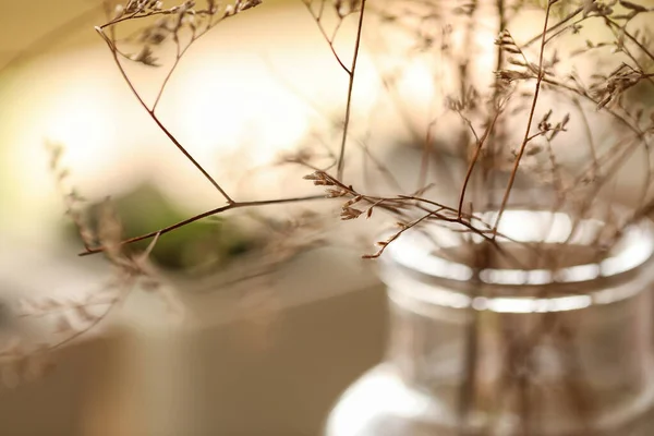 Closeup Shot Plant Sprigs Transparent Vase — Stock Photo, Image