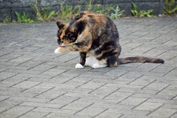 昼間に屋外で愛らしいカリコ猫のクローズアップ — ストック写真