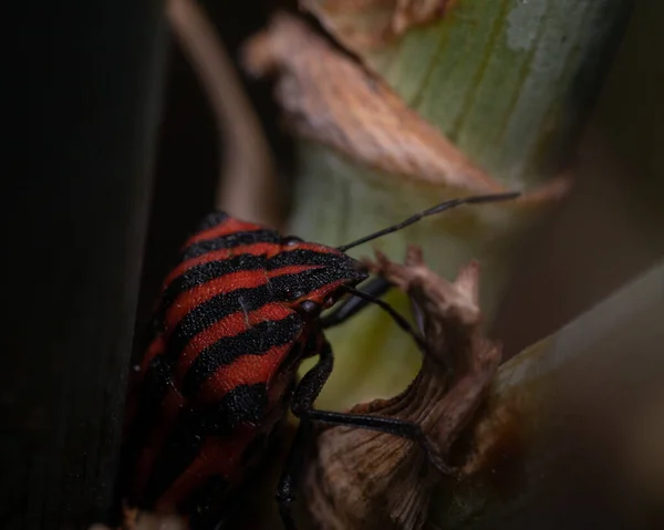 Primer Plano Insecto Rayas Rojas Negras — Foto de Stock
