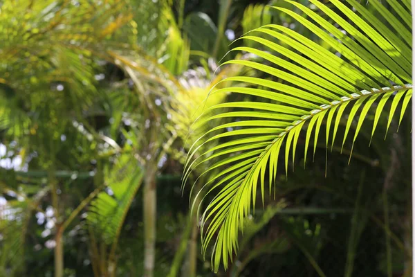 Bir Palmiye Ağacının Güzel Yapraklarının Yakın Plan Çekimi — Stok fotoğraf