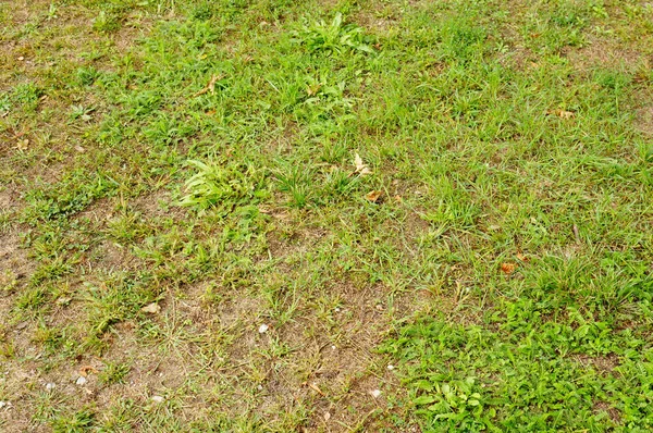 Eine Nahaufnahme Von Grünem Gras Einem Park — Stockfoto