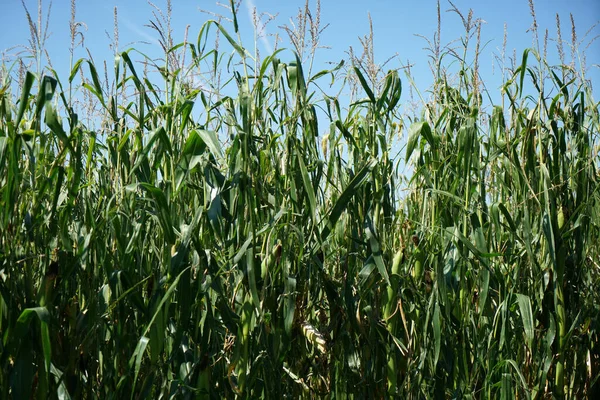 Vasto Campo Con Piante Essiccate Durante Giorno — Foto Stock