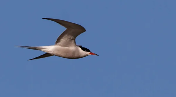 Pássaro Sternidae Voando Céu Com Fundo Embaçado — Fotografia de Stock