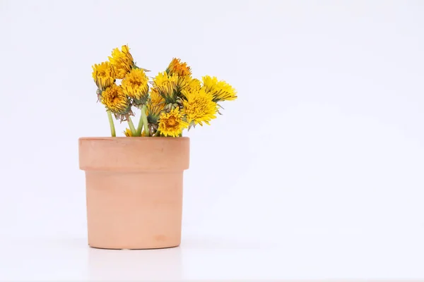 Посилені Квіти Кульбаби Горщику Білому Тлі — стокове фото