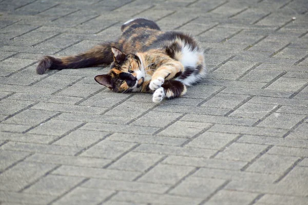 Close Adorável Gato Calico Livre Durante Dia — Fotografia de Stock