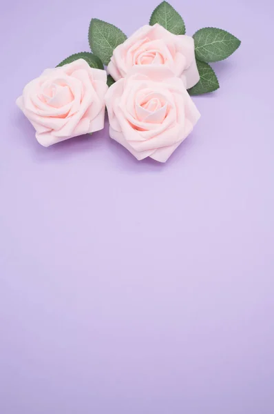 Close Vertical Rosas Rosa Isoladas Fundo Roxo Com Espaço Cópia — Fotografia de Stock