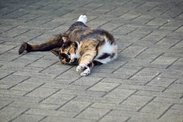 Closeup Adorable Calico Cat Outdoors Daylight — Stock Photo, Image