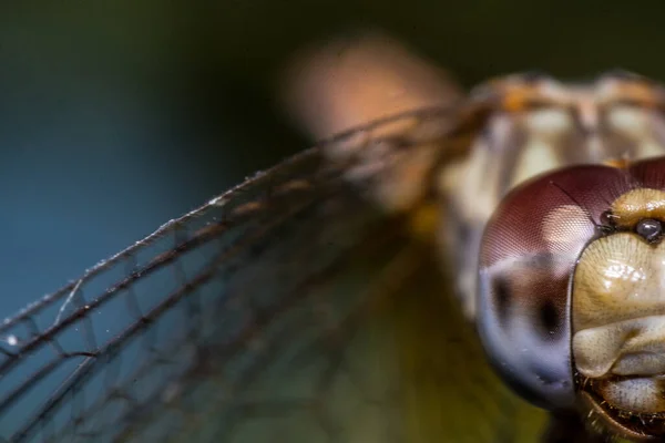 Ein Selektiver Fokusschuss Des Kopfes Einer Libelle — Stockfoto