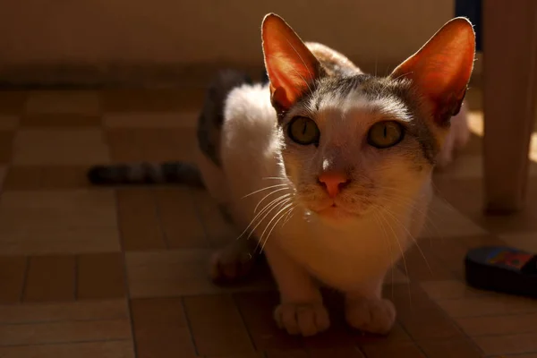 Een Closeup Van Een Braziliaanse Stenografisch Kat Binnen Kamer — Stockfoto