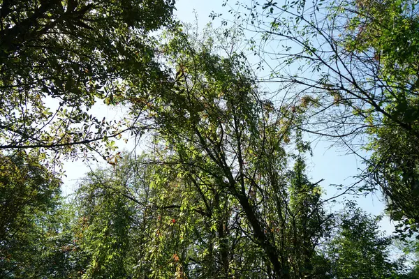 Tiro Baixo Ângulo Galhos Árvore Verde Com Céu Azul Fundo — Fotografia de Stock