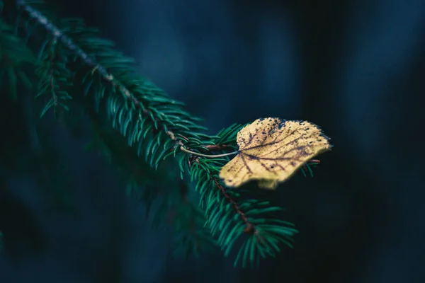 Detailní Záběr Listu Smrkové Větvi — Stock fotografie