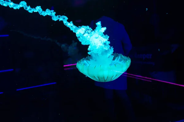 Крупный План Разноцветной Медузы — стоковое фото