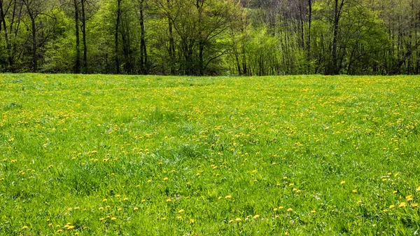 Schöne Aufnahme Einer Grünen Wiese Einem Sonnigen Tag — Stockfoto