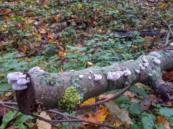 Eine Selektive Nahaufnahme Von Kleinen Pilzen Die Auf Einem Umgestürzten — Stockfoto