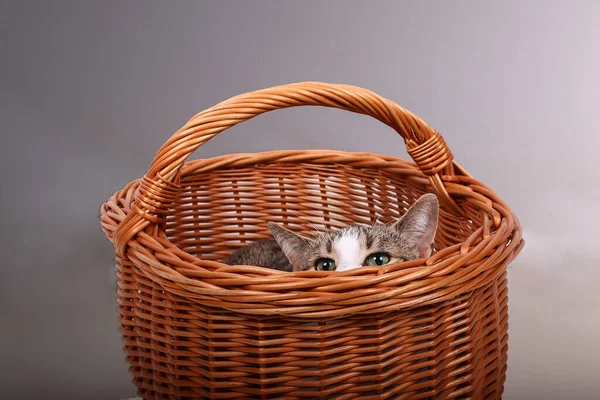 Słodki Kotek Chowający Się Koszyku — Zdjęcie stockowe