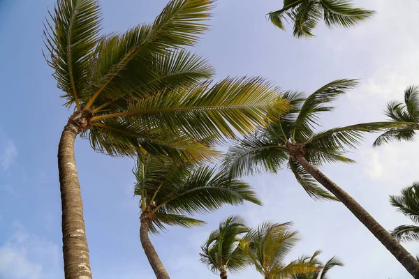 Low Angle Shot Palms Blue Sky Background — Stock Photo, Image