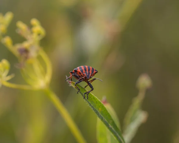 Tiro Close Bug Fedor Listrado Vermelho Preto — Fotografia de Stock