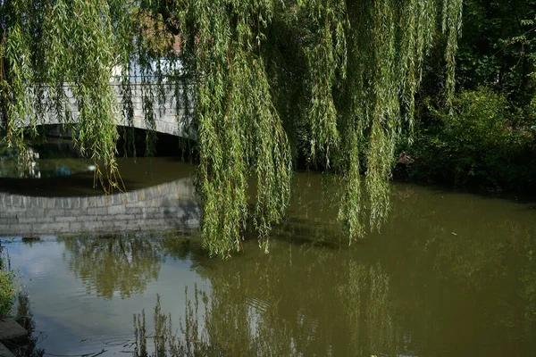 Park Wierzbami Nad Potokiem — Zdjęcie stockowe