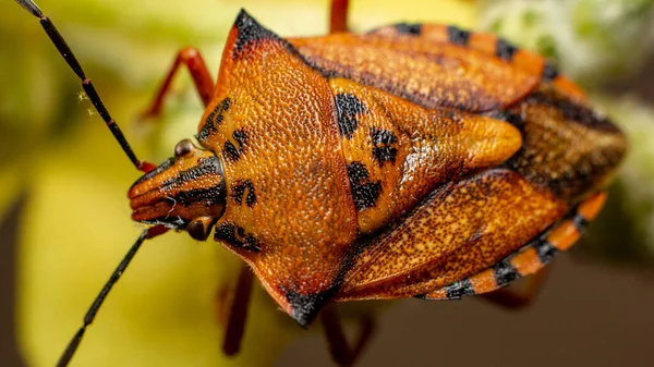 Primer Plano Colorido Insecto Apestoso Una Planta Bajo Luz Del — Foto de Stock