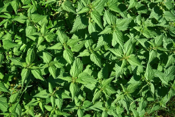 Primer Plano Plantas Verdes Frescas — Foto de Stock