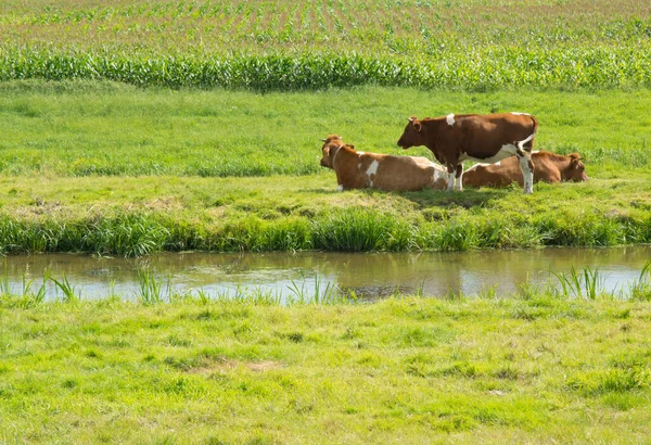 Μερικές Αγελάδες Αναπαύονται Χλοερό Χωράφι Κοντά Μια Πηγή Νερού — Φωτογραφία Αρχείου