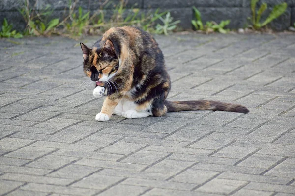 昼間に屋外で愛らしいカリコ猫のクローズアップ — ストック写真