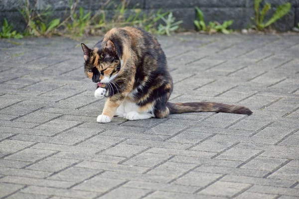 Een Close Van Een Schattige Calico Kat Buiten Bij Daglicht — Stockfoto