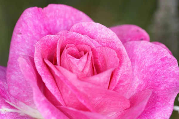 Ekstremalne Zbliżenie Różowej Róży Ogrodzie — Zdjęcie stockowe