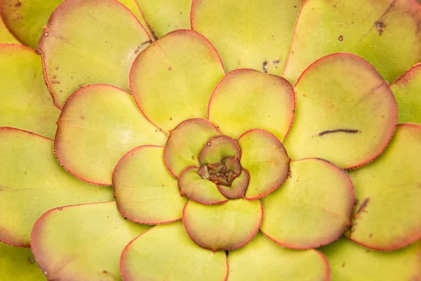 Een Macro Shot Van Een Begonia Bloem Als Achtergrond — Stockfoto